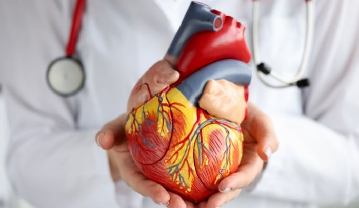 model srdca, predsiene a komory